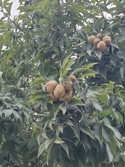 Aesculus hippocastanum