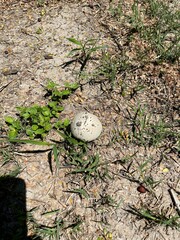 Agaricus xanthodermus