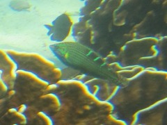 Halichoeres chrysotaenia