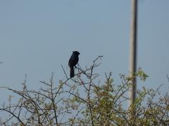 Cyanoloxia brissonii