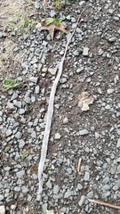 Serpentes