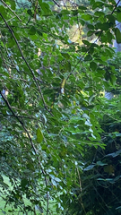 Trichonephila clavata