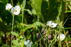Echinodorus cordifolius