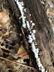 Ceratiomyxa