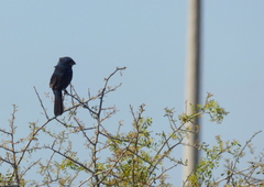 Cyanoloxia brissonii