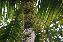 Pyrrosia