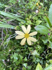 Senecio macroglossus