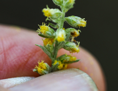 Artemisia douglasiana