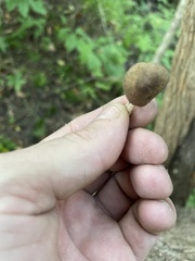 Collybiopsis dichroa