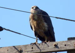 Buteogallus coronatus