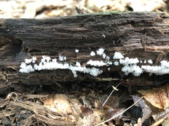 Ceratiomyxa
