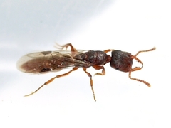 Stigmatomma pallipes