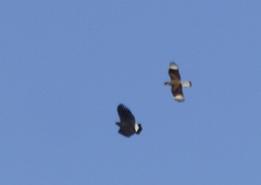 Buteogallus urubitinga