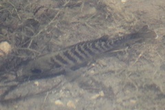 Lepomis gulosus