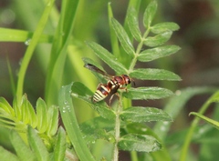 Euodynerus pratensis