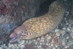 Gymnothorax cribroris