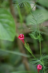 Ipomoea quamoclit
