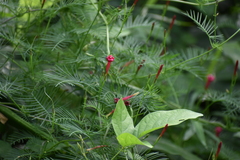 Ipomoea quamoclit