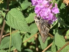 Atalopedes campestris