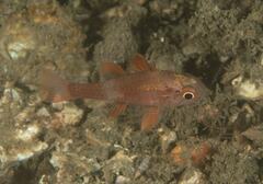 Vincentia novaehollandiae