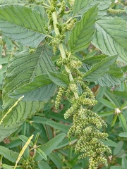 Amaranthus spinosus