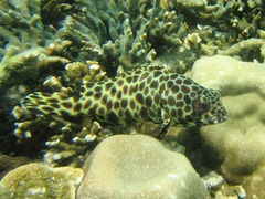 Epinephelus quoyanus
