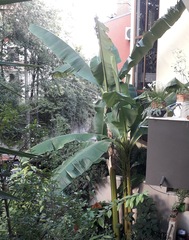 Musa basjoo