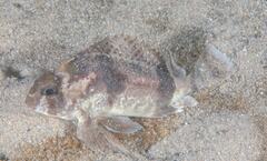 Centropogon australis