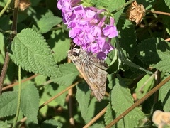 Atalopedes campestris