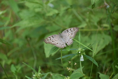 Junonia atlites