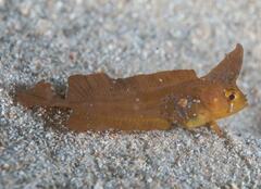 Silver-Sided Weedfish photo 3