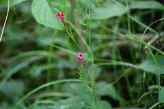 Ipomoea quamoclit