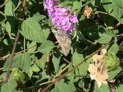 Atalopedes campestris