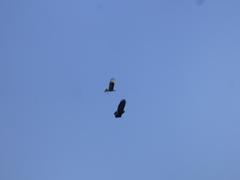 Buteogallus urubitinga