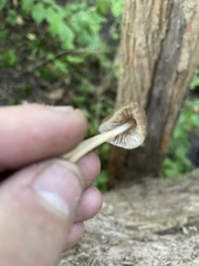 Collybiopsis dichroa