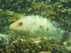 Cheilinus trilobatus