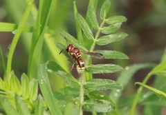 Euodynerus pratensis