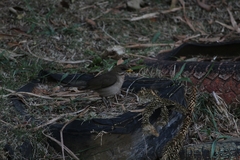 Turdus amaurochalinus