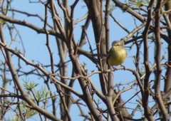 Stigmatura budytoides