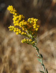 Solidago velutina