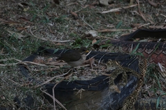 Turdus amaurochalinus