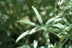 Lupinus argenteus