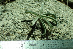 Lupinus argenteus