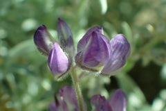 Lupinus argenteus