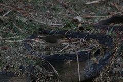 Turdus amaurochalinus