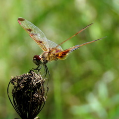 Celithemis elisa