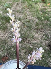 Liriope