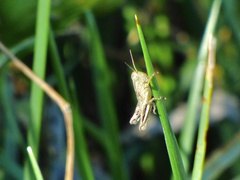 Melanoplus differentialis