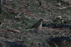Turdus amaurochalinus