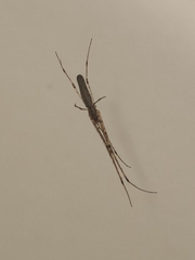 Tetragnatha extensa